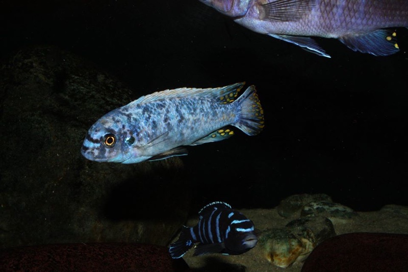 Labeotropheus fuelleborni 'Ikwasi'